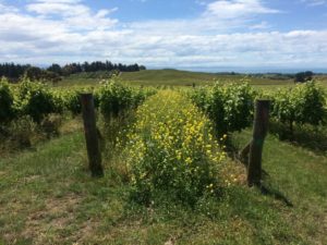 Organic and Biodynamic viticultural practices involve the use of beneficial plants - adding beautiful natural trace minerals and micro-flora to the soil, rather than destructive chemicals