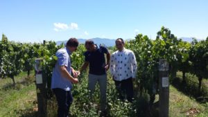 Brandon, Puneet and Takkaki amongst the vines in Folium's Brancott valley vineyard