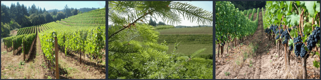 The Upper Terrace Vineyard