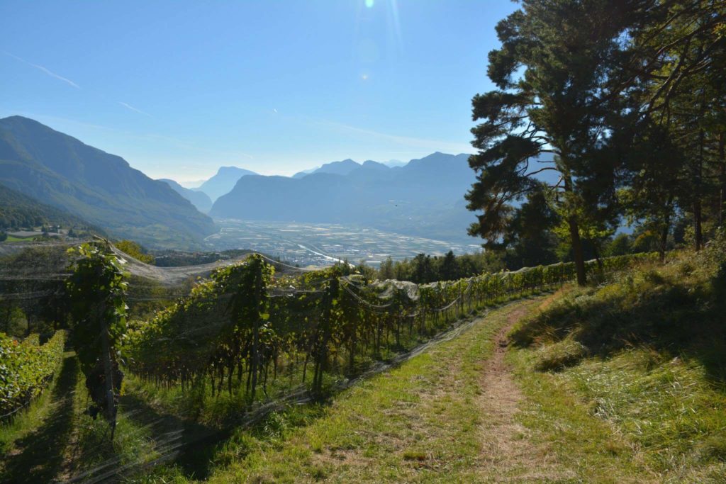 Franz Haas vineyards in Alto Adige Italy