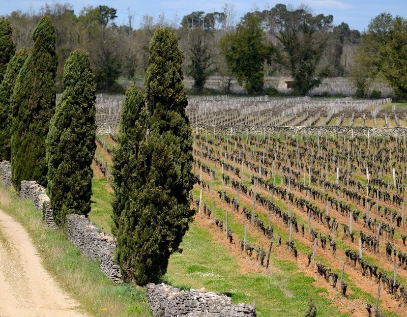 Chateau Climens Vineyard in Barsac France