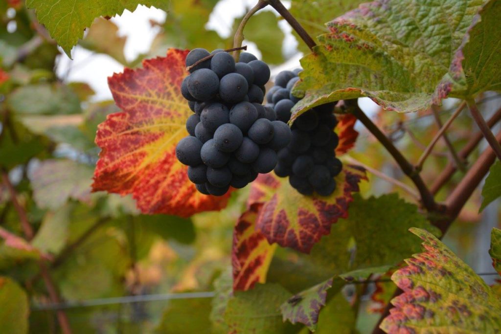 Pinot Nero grapes in the Franz Haas vineyards, Alto Adige