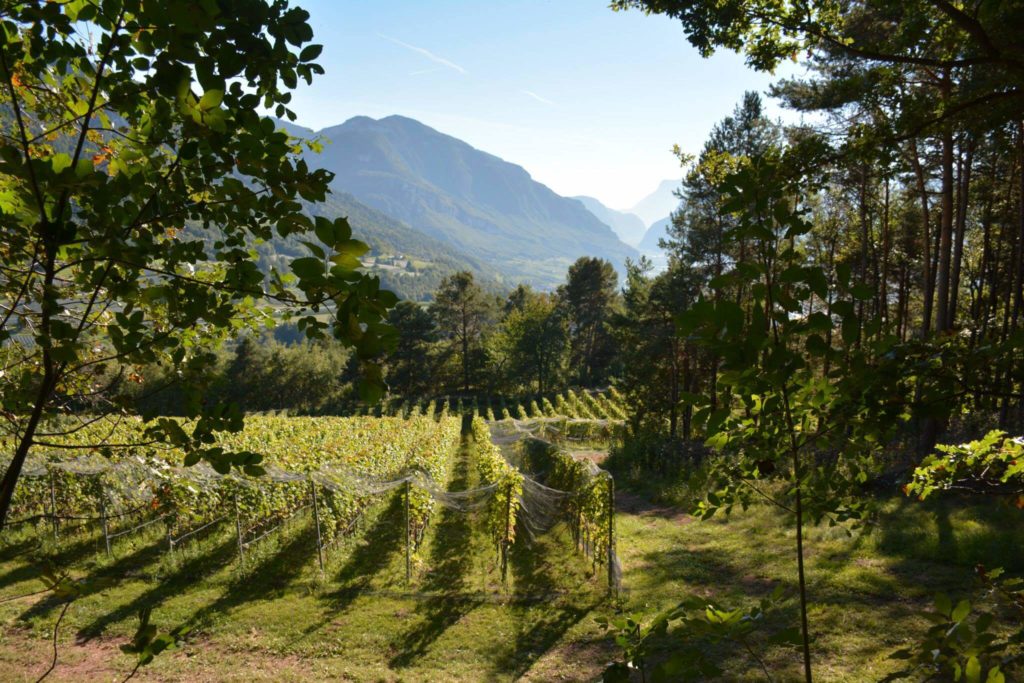 Franz Haas vineyards in Alto Adige