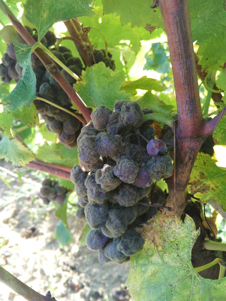 Noble rot on Climens grapes