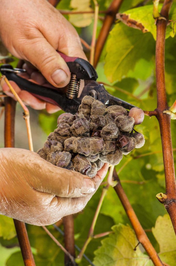 Noble rot wine grape, grapes with mold, Botrytis, Sauternes