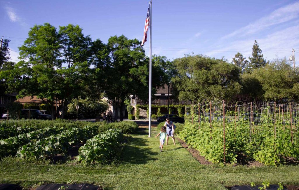 Yountville vineyards in Napa Valley