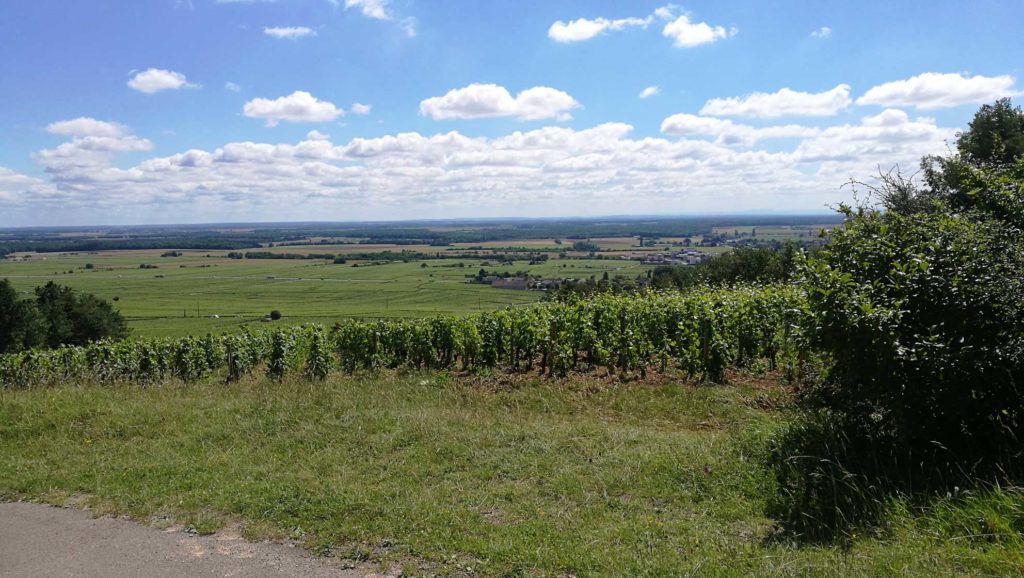 Domaine Georges Comte de Vogue vineyard, Burgundy