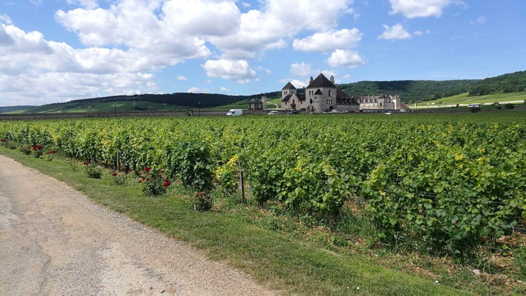 Domaine Bertagna vineyards, Burgundy