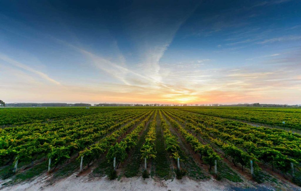The Zema vineyard, Coonawarra Australia