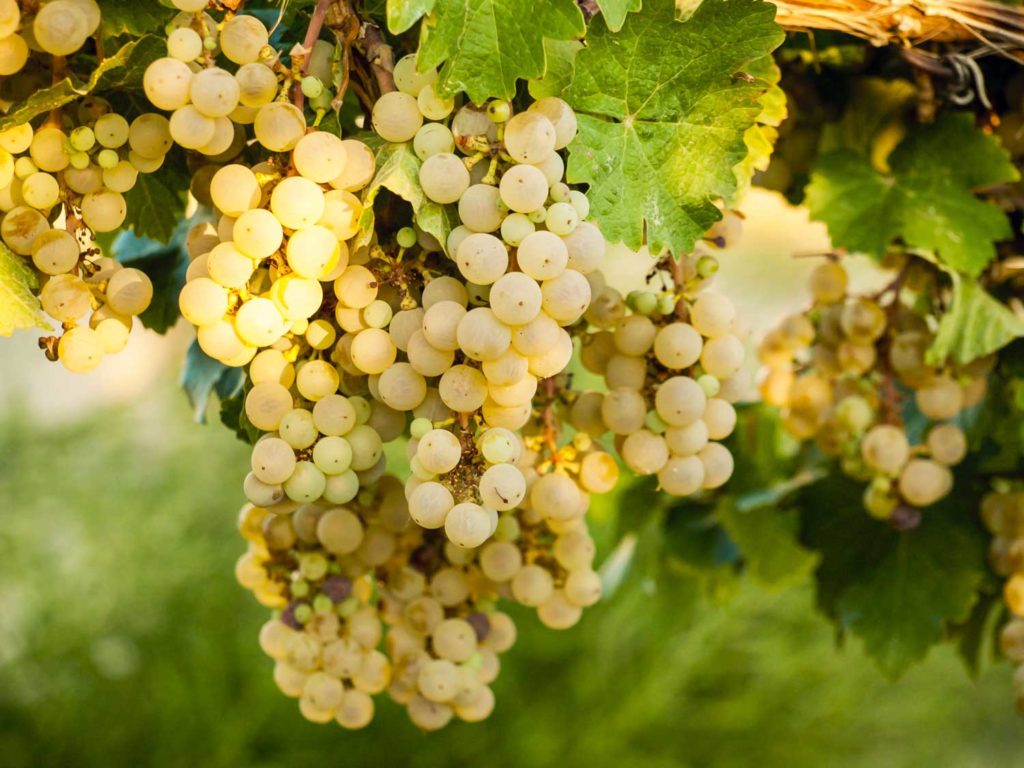 Sauvignon Blanc grapes